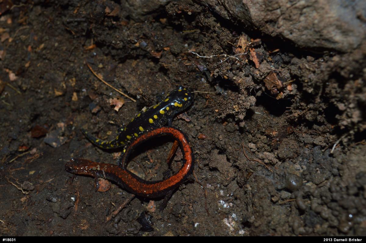 Eastern Red-backed  Salamander