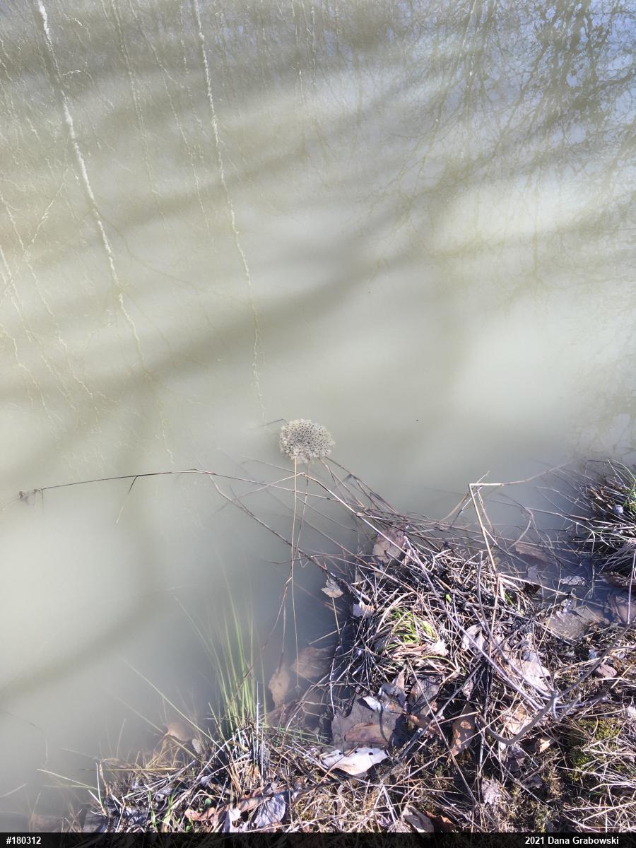 Wood Frog