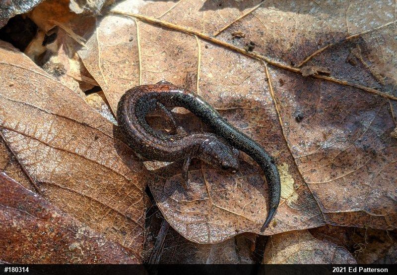 Eastern Red-backed  Salamander
