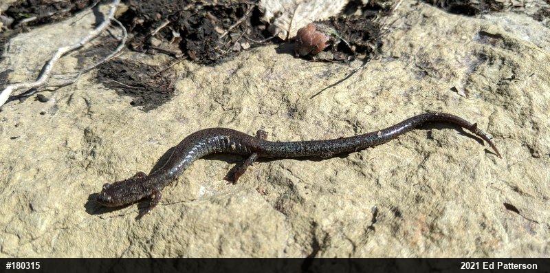 Valley And Ridge Salamander