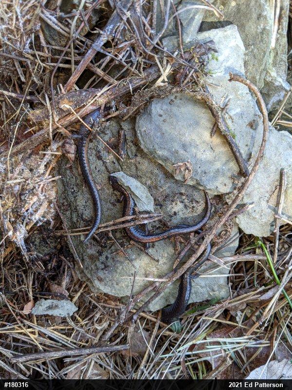Eastern Red-backed  Salamander