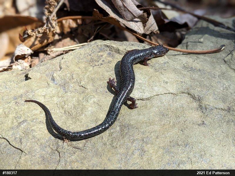 Valley And Ridge Salamander