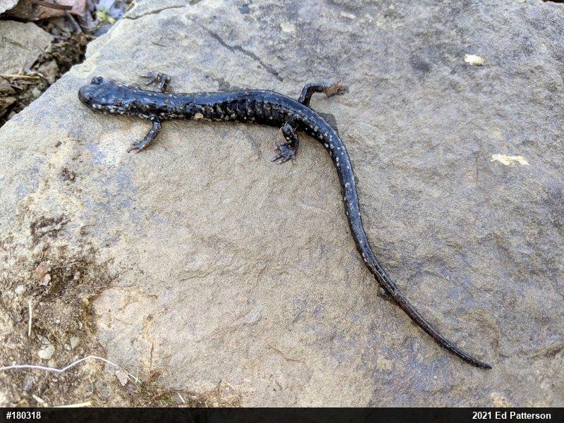 Northern Slimy Salamander