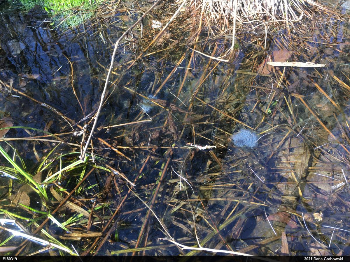 Spotted Salamander