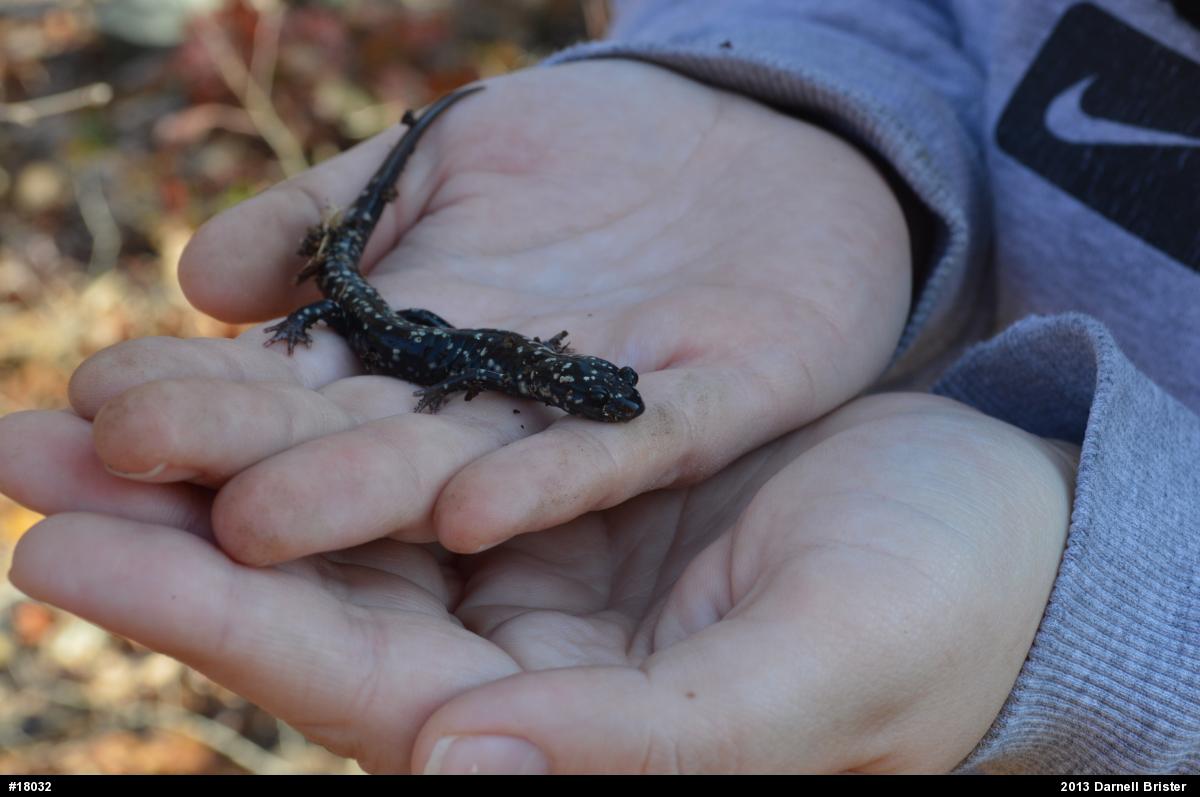 Northern Slimy Salamander