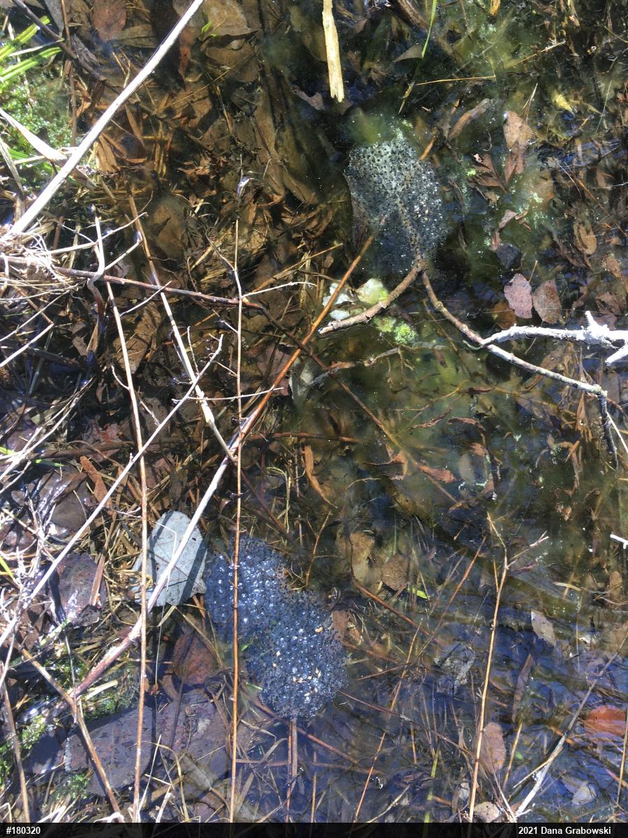 Wood Frog