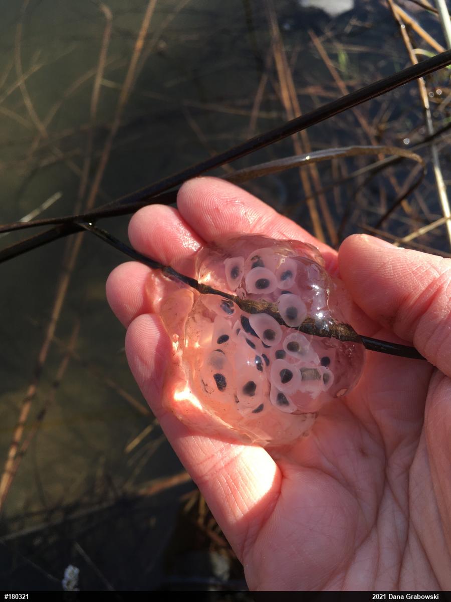 Spotted Salamander