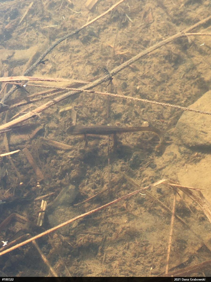 Red-spotted Newt