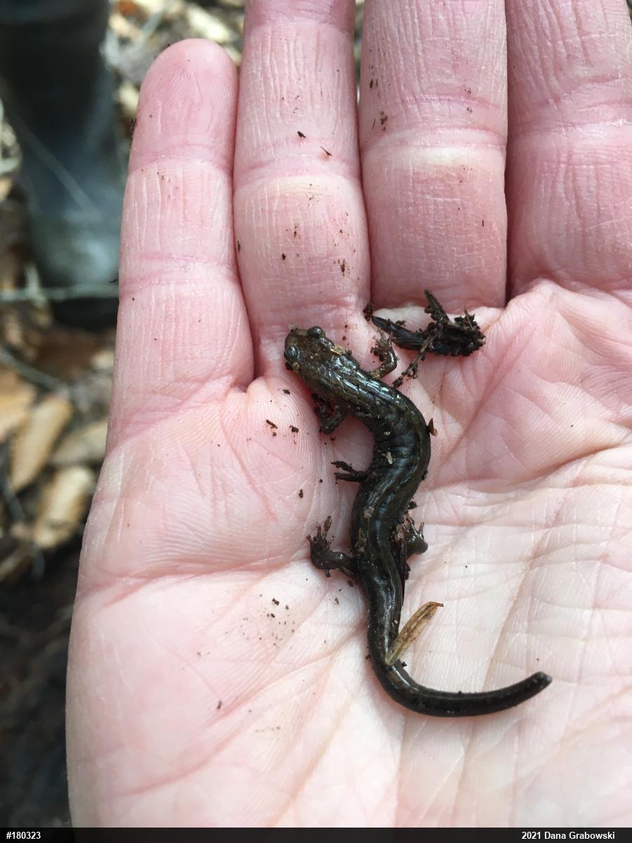Allegheny Mountain Dusky Salamander