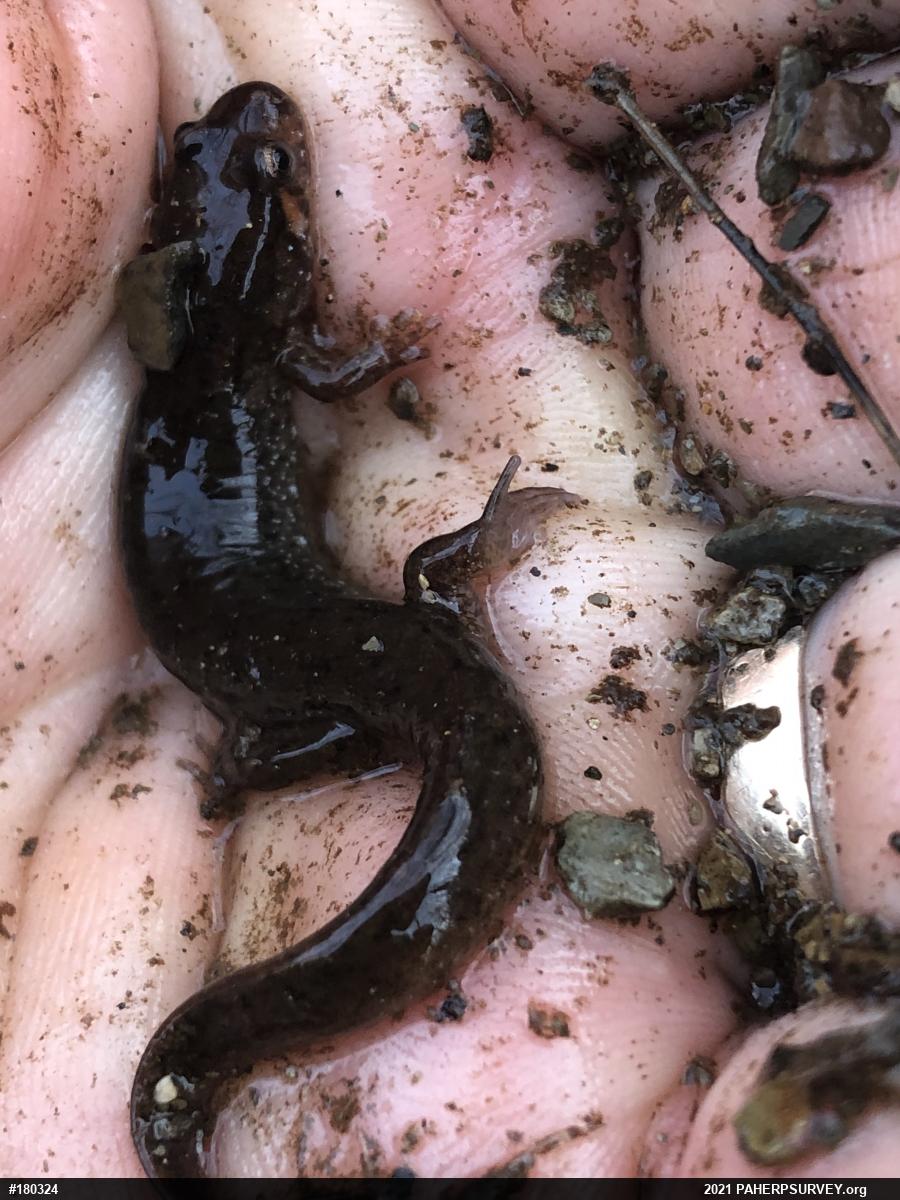 Northern Dusky Salamander