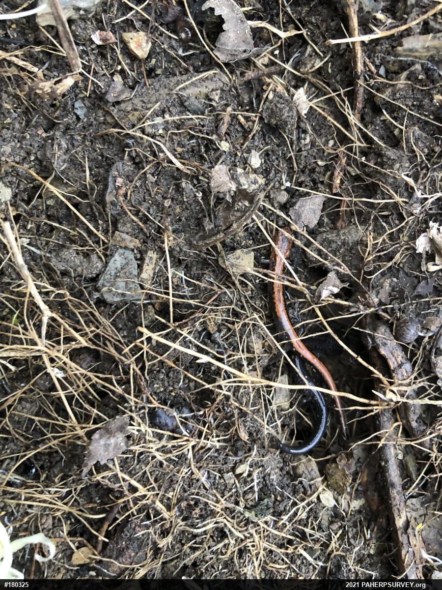 Eastern Red-backed  Salamander