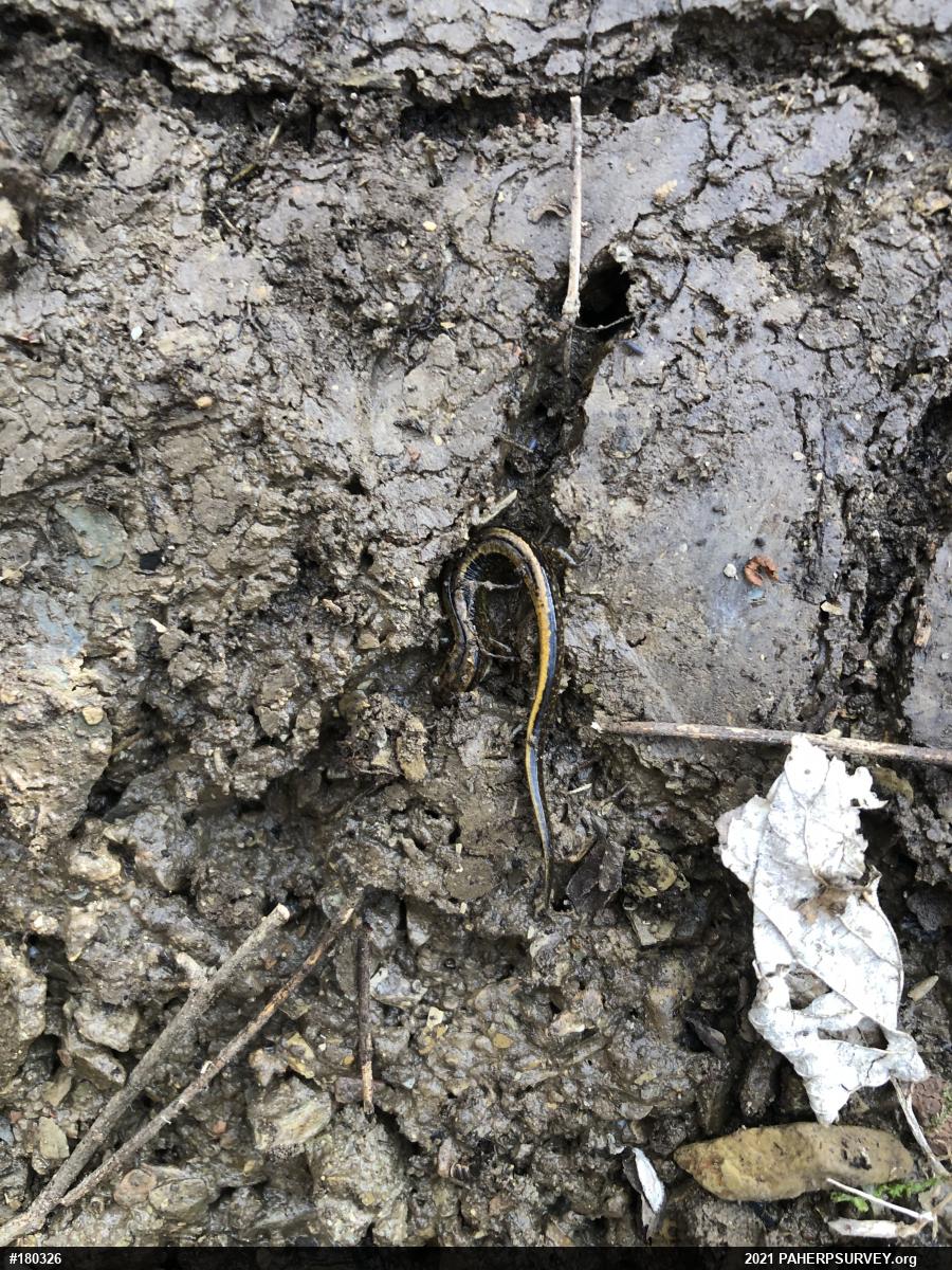 Northern Two-lined Salamander