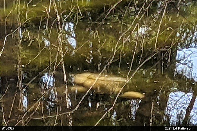 Spotted Salamander