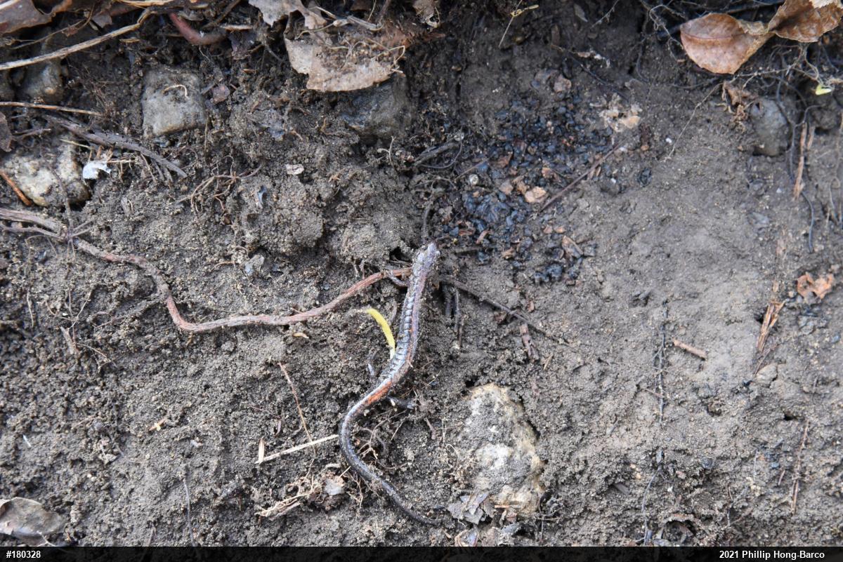 Eastern Red-backed  Salamander