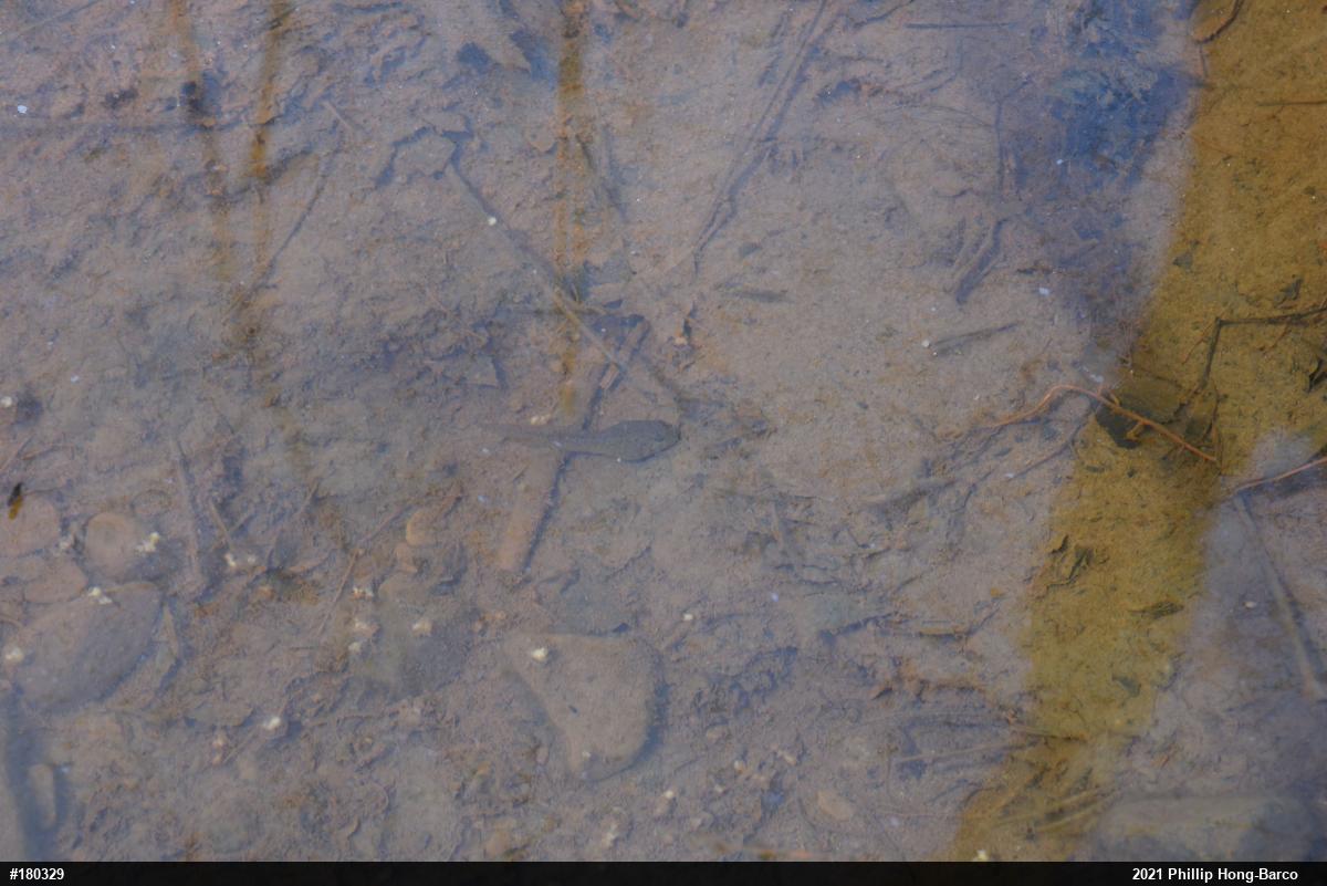True Frogs