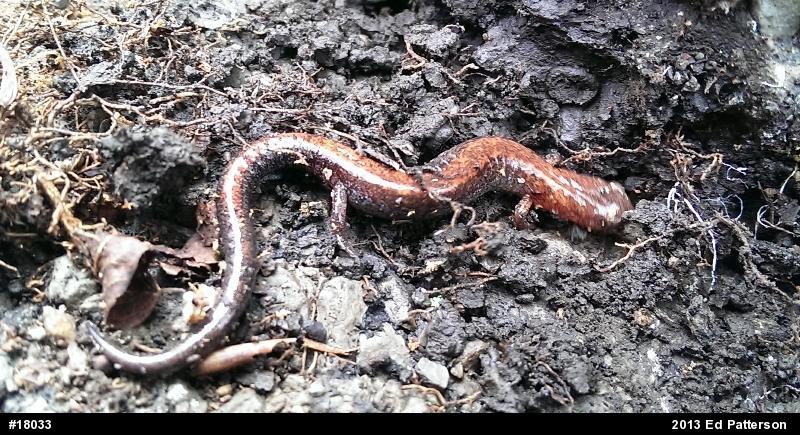 Eastern Red-backed  Salamander