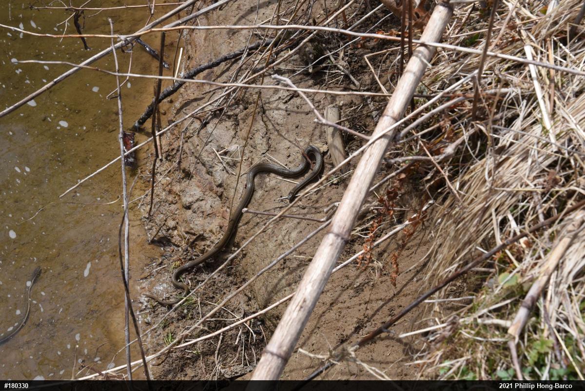 Queensnake
