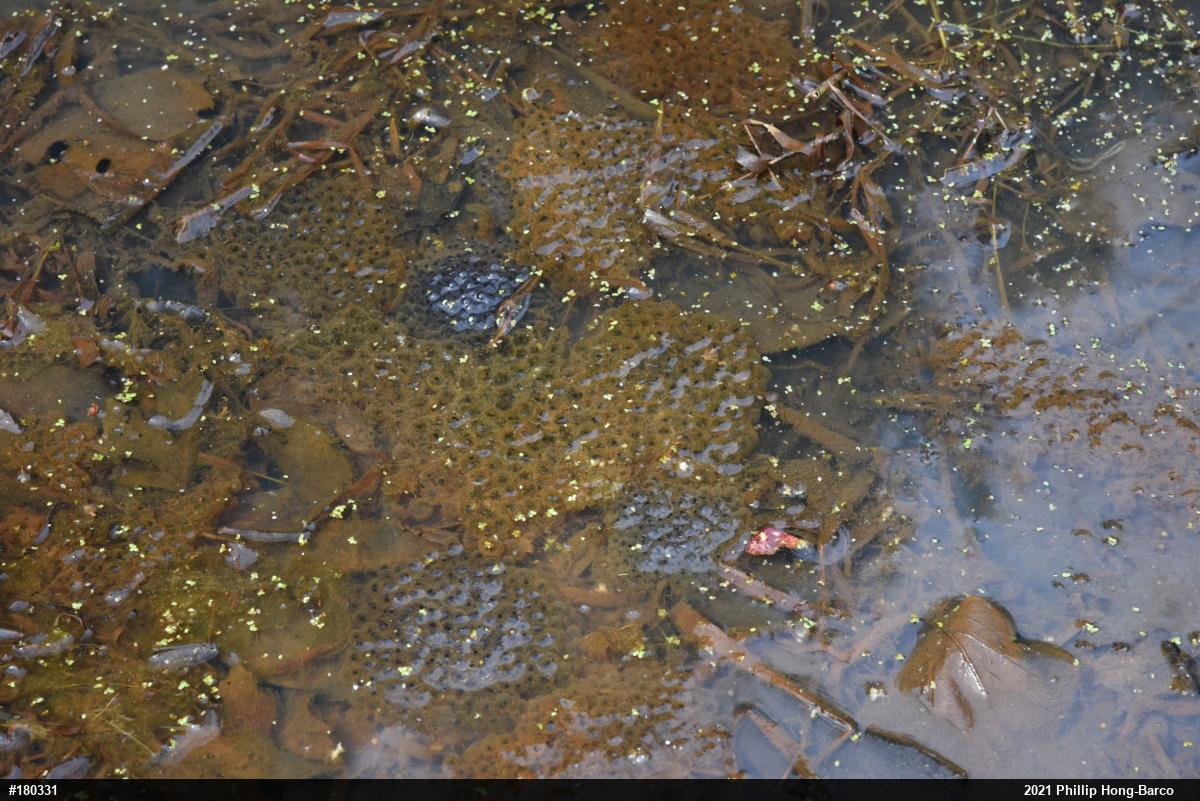 Wood Frog