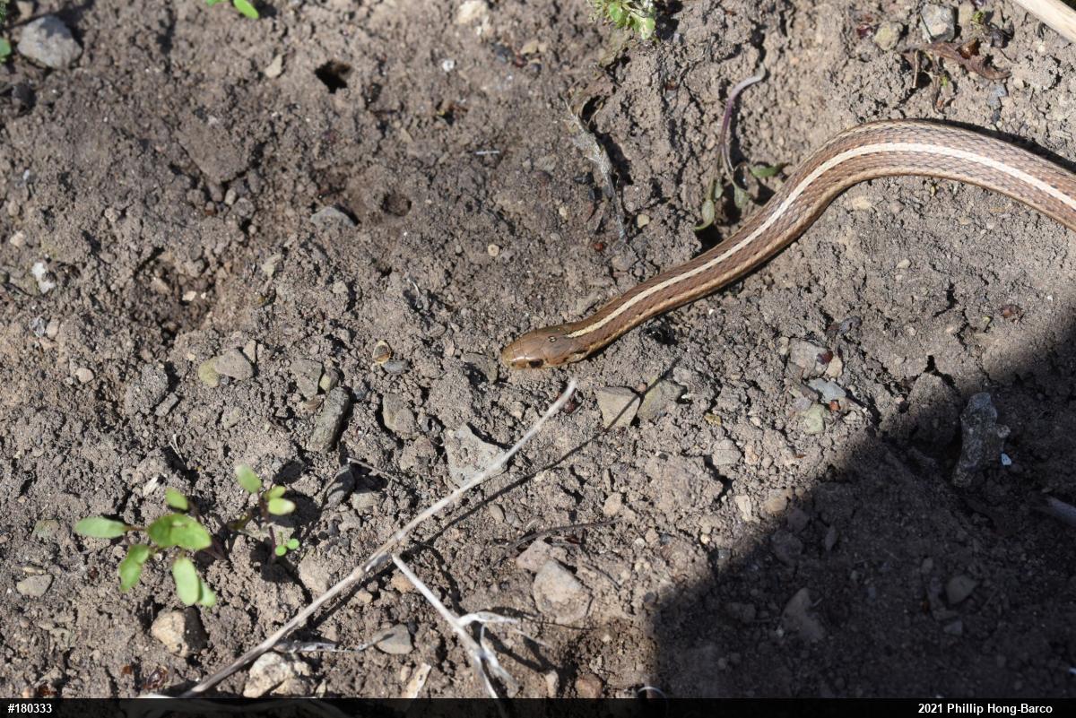 Shorthead Gartersnake