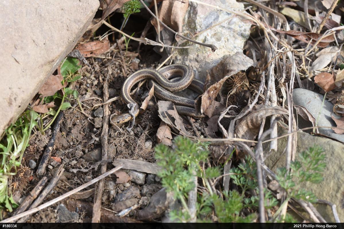 Shorthead Gartersnake
