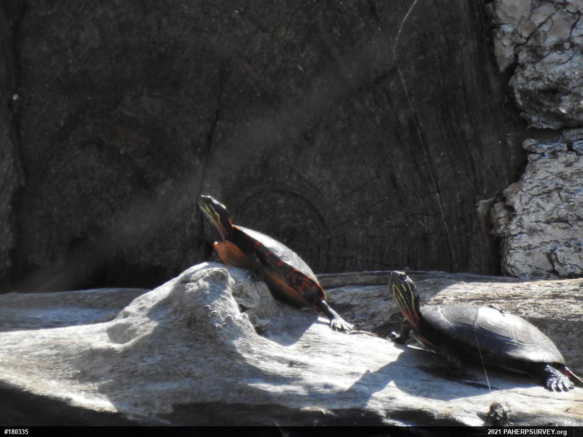 Eastern Painted Turtle