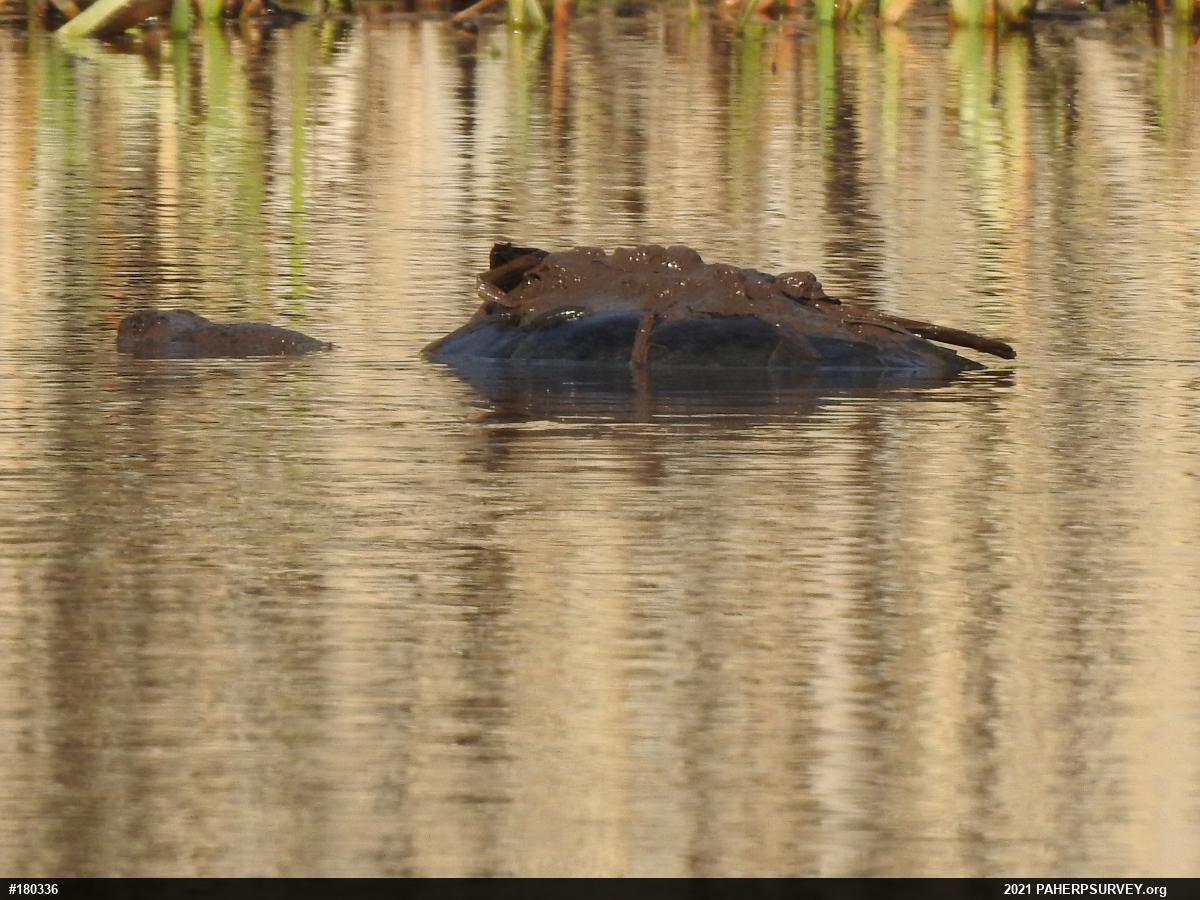 Snapping Turtle