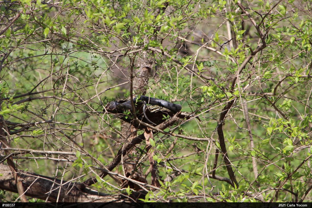 Eastern Ratsnake