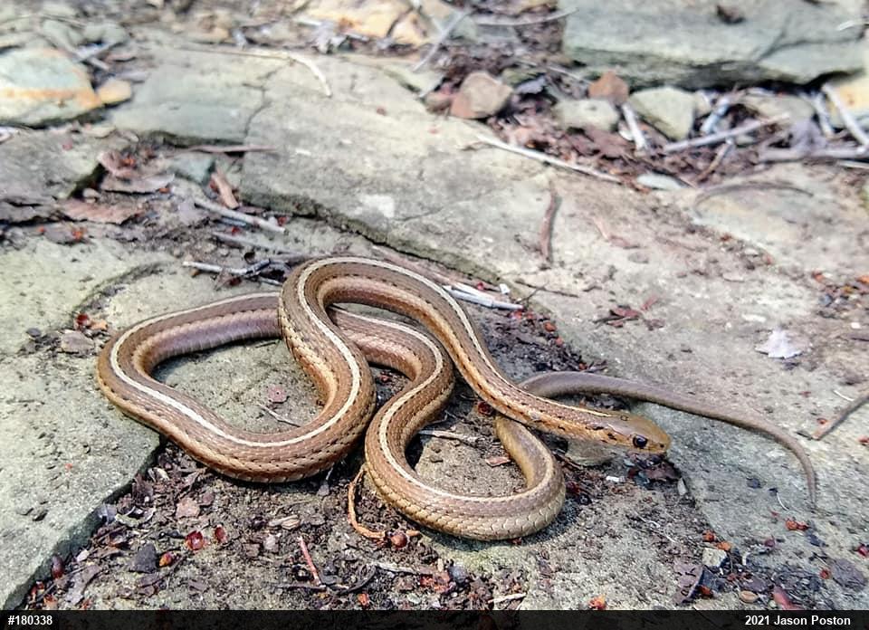 Shorthead Gartersnake