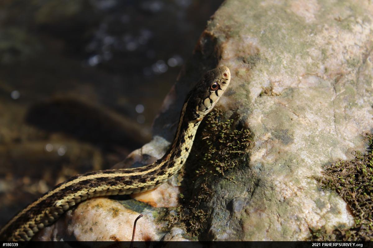 Eastern Gartersnake
