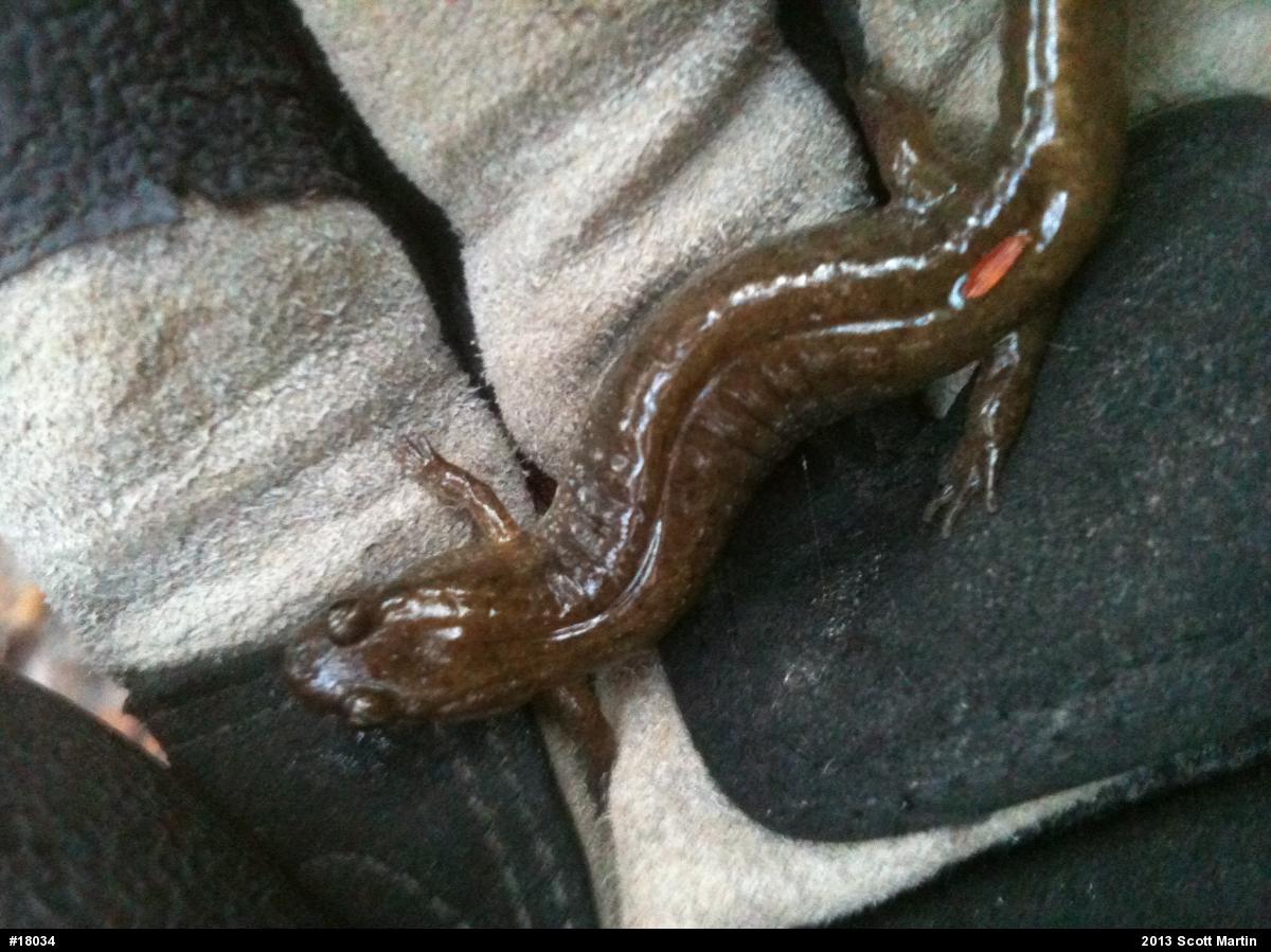 Northern Dusky Salamander