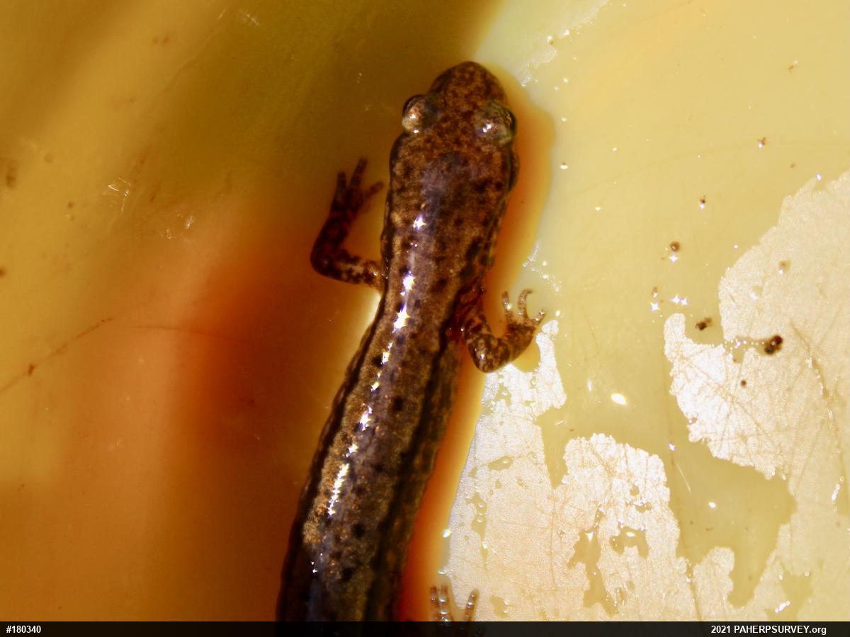 Northern Two-lined Salamander