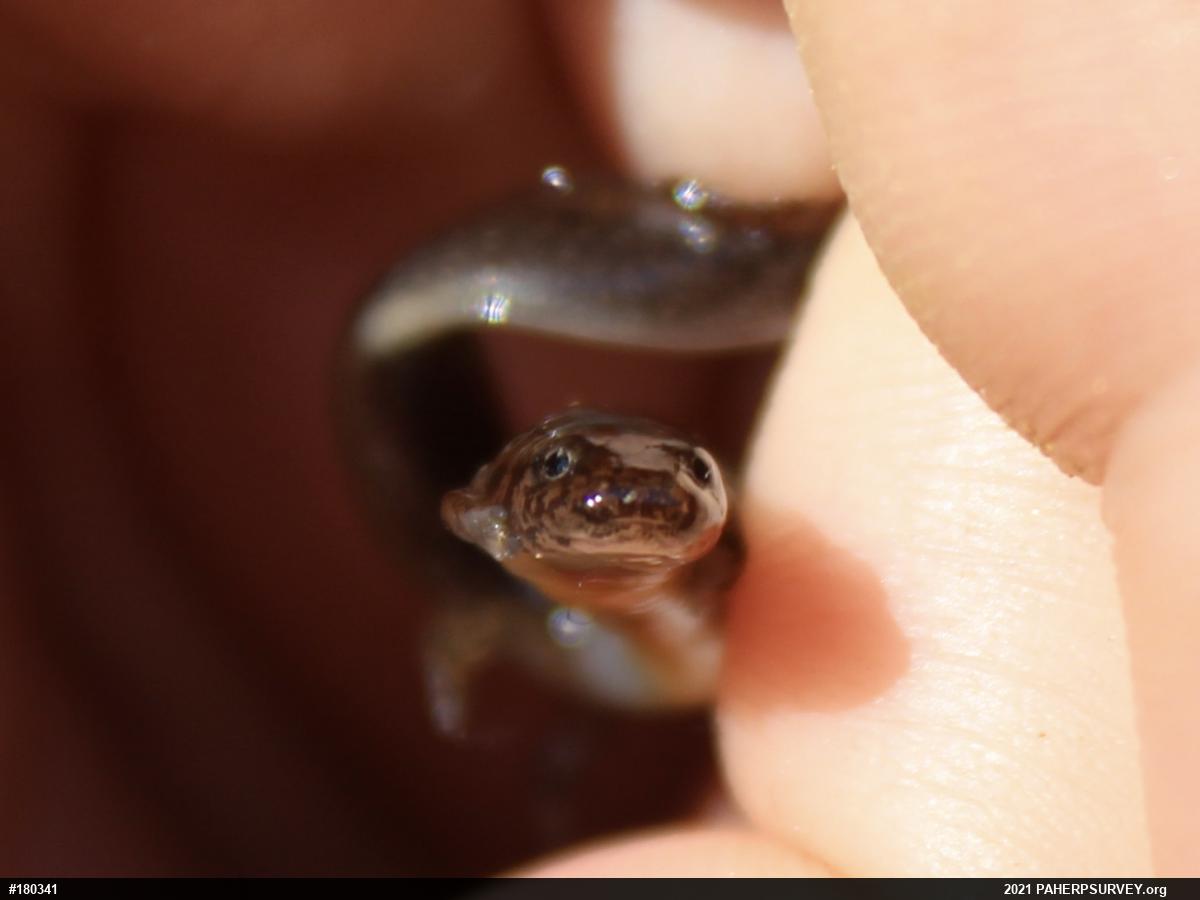 Northern Two-lined Salamander