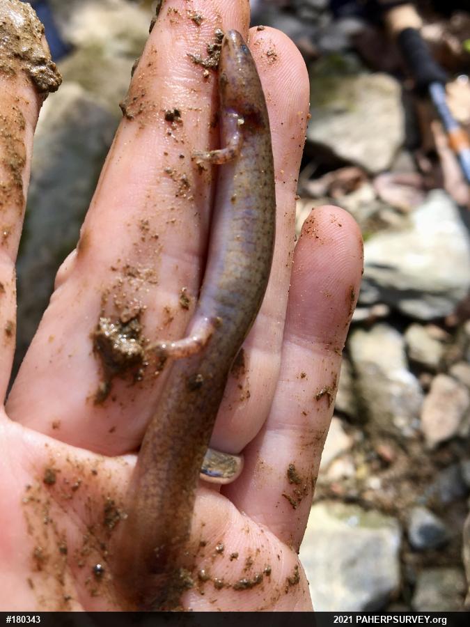 Northern Red Salamander