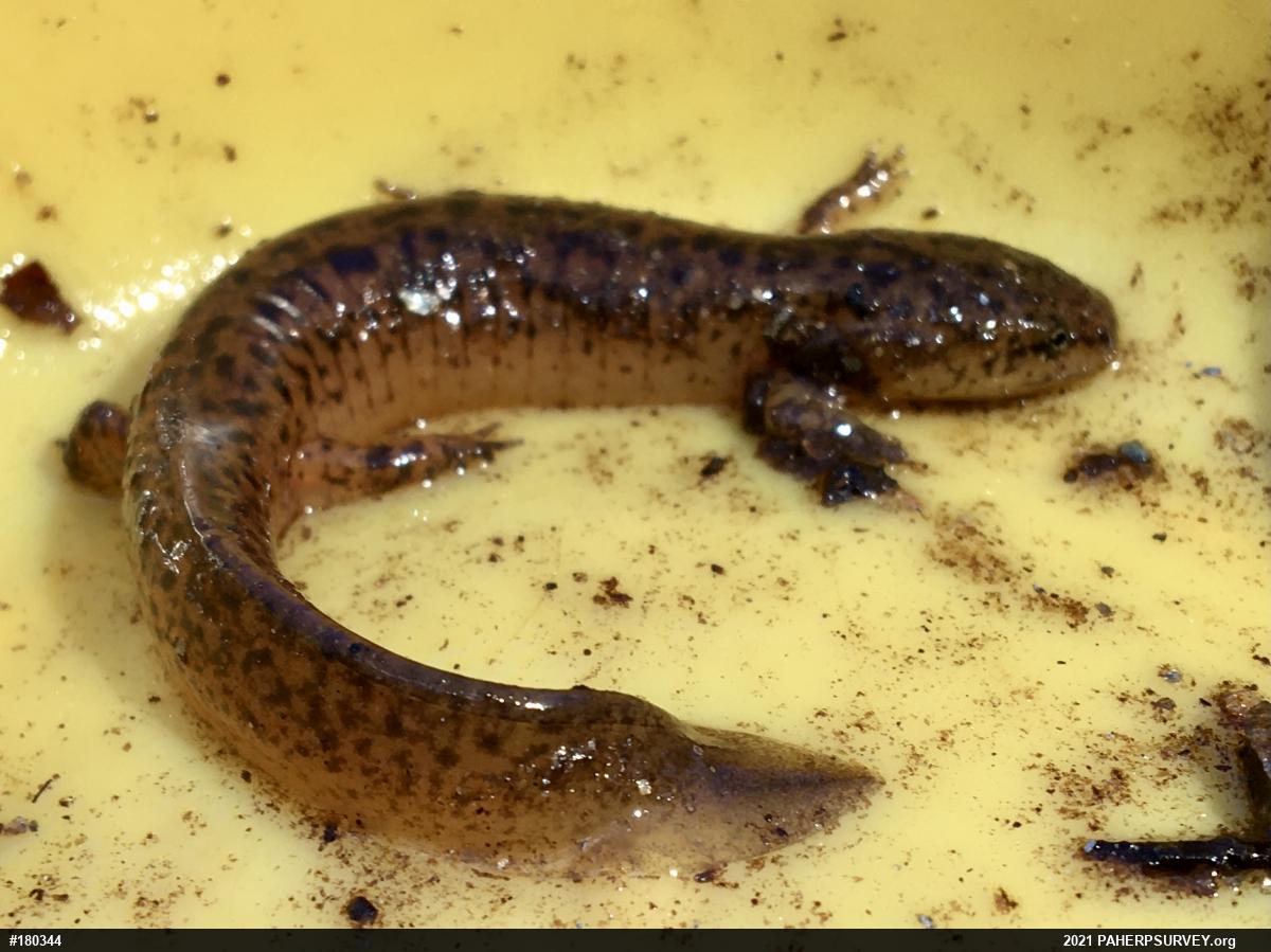Northern Red Salamander