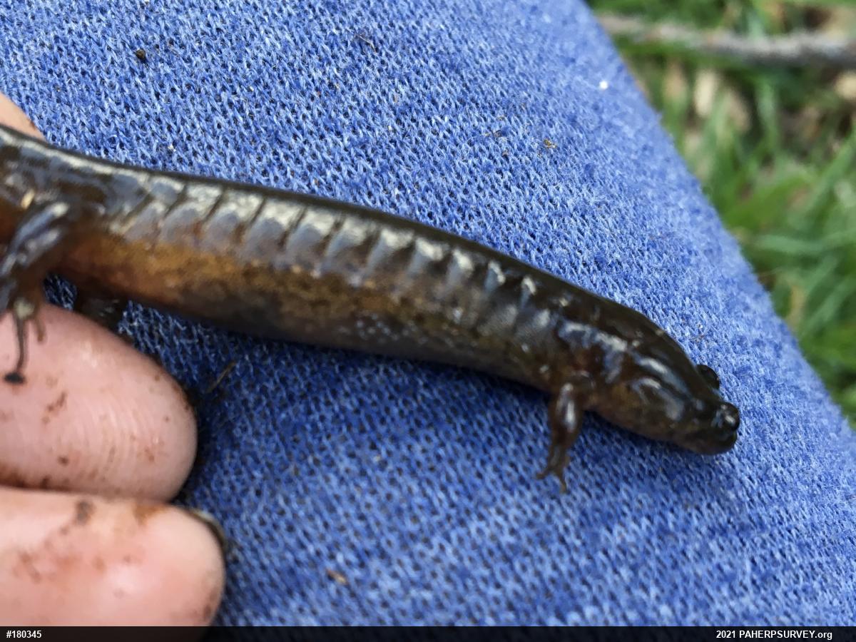 Northern Dusky Salamander