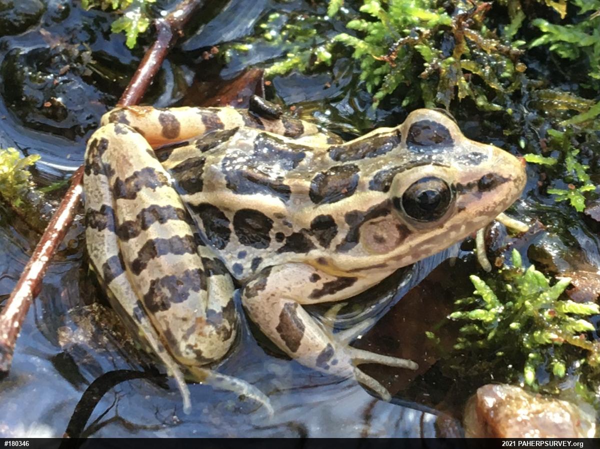 Pickerel Frog