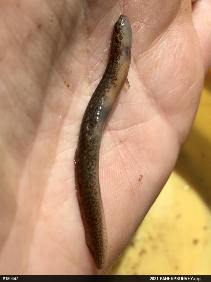 Northern Two-lined Salamander