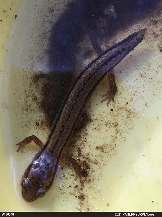 Northern Two-lined Salamander