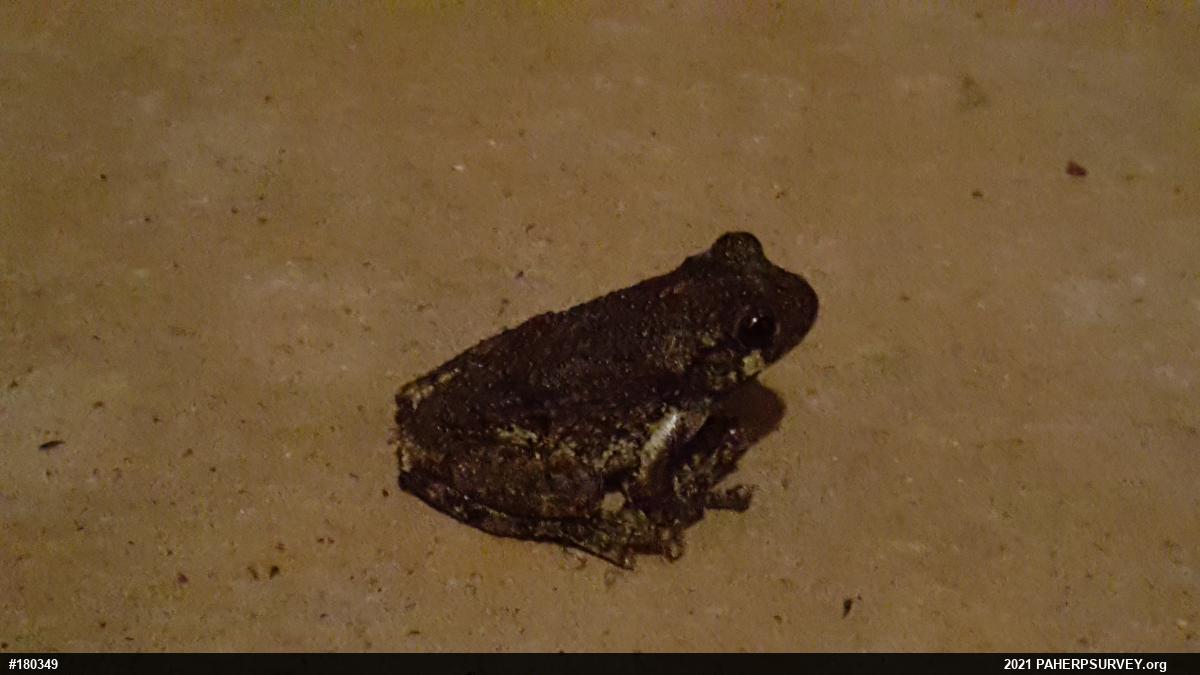 Unknown Gray Treefrog