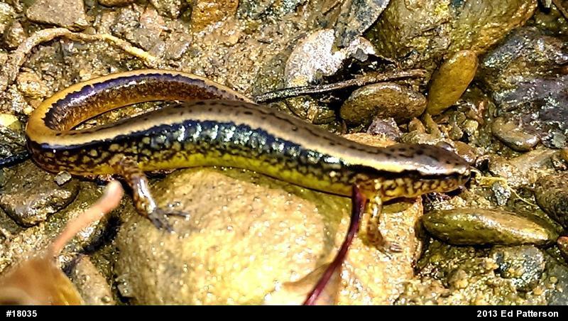 Northern Two-lined Salamander