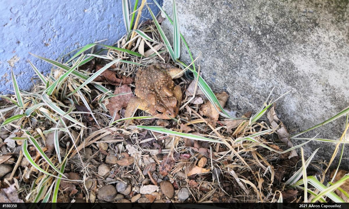 Eastern American Toad