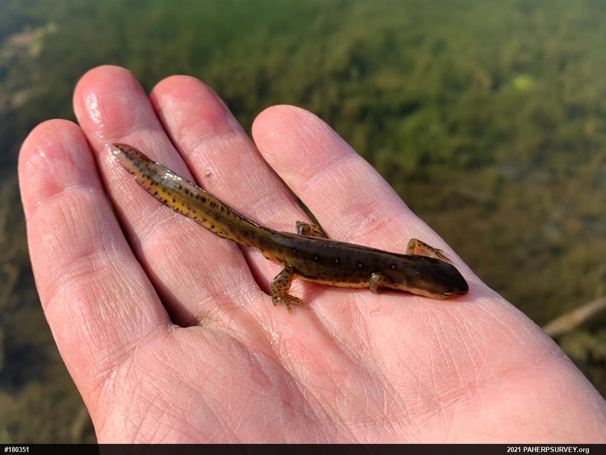 Red-spotted Newt
