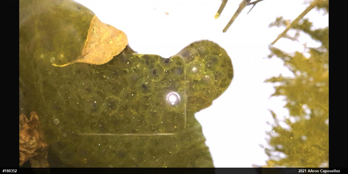 Wood Frog