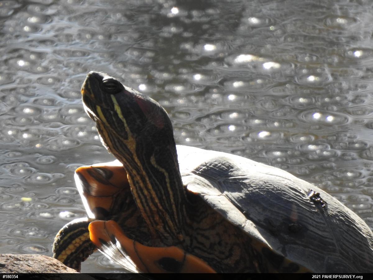 Red-eared Slider