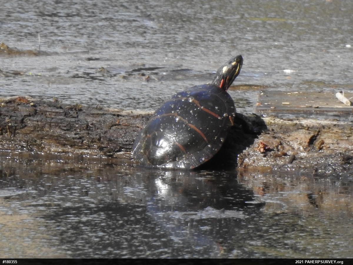 Eastern Painted Turtle