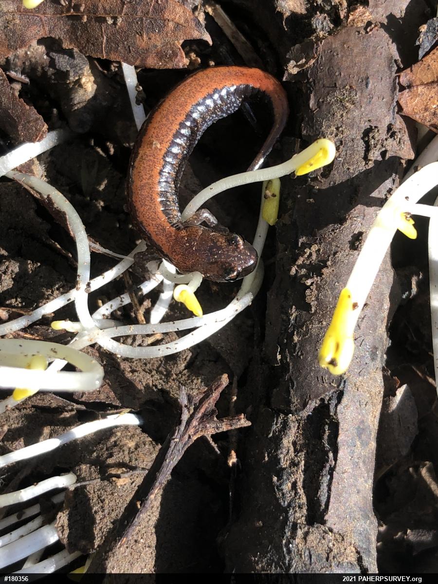 Eastern Red-backed  Salamander