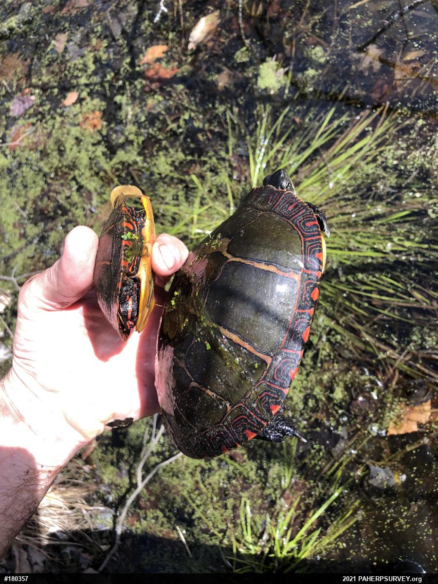 Eastern Painted Turtle