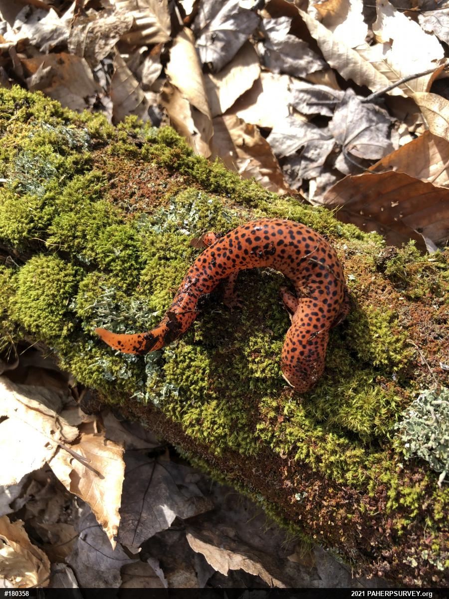 Northern Red Salamander