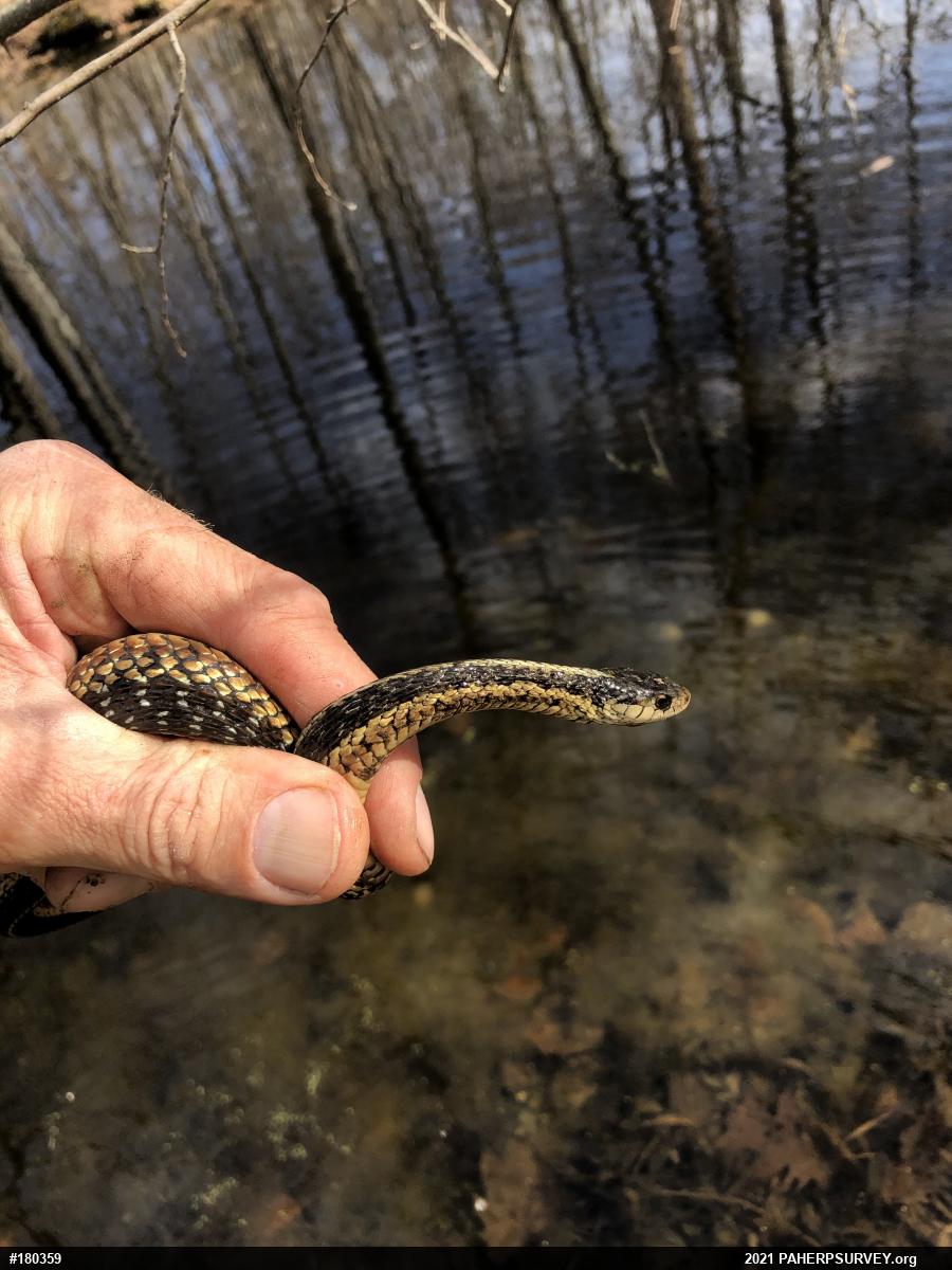 Eastern Gartersnake