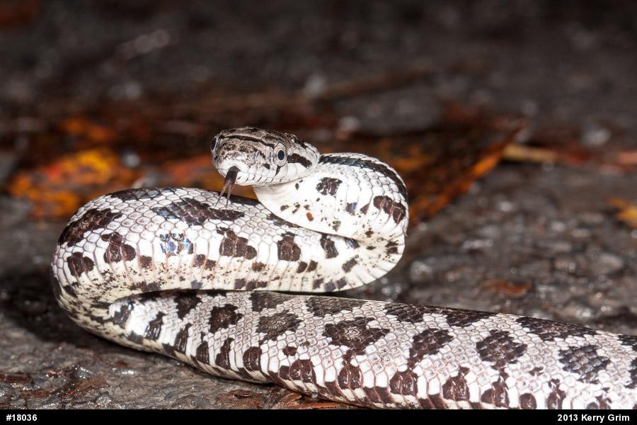 Eastern Ratsnake